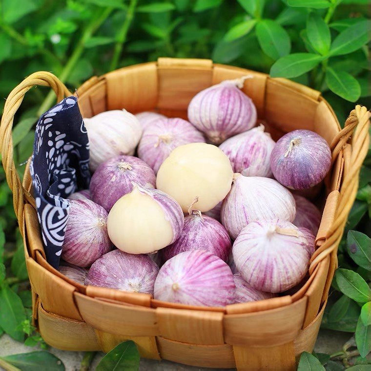 紫皮独头湿鲜云南大理特级农家新鲜蒜头珍珠大蒜