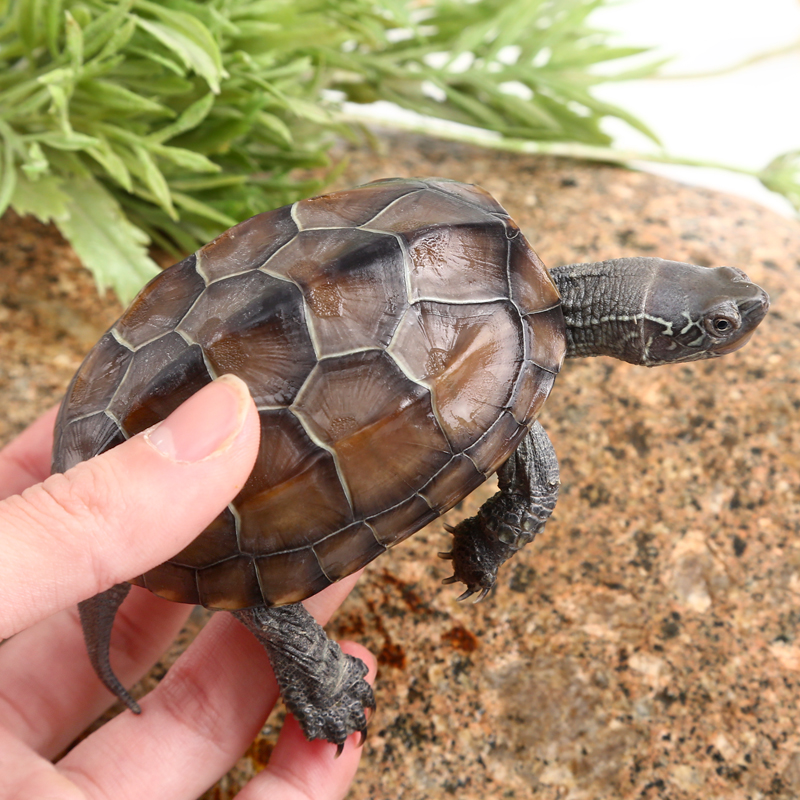 中华草龟小乌龟活体体外长寿龟宠物水龟金线小龟龟