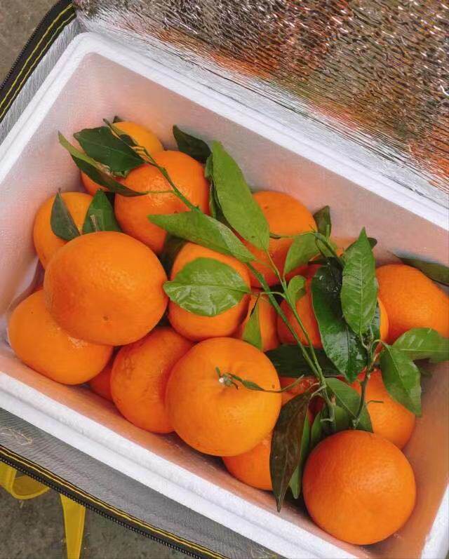 云南寸金地明日见甜沃柑礼盒装 柑橘当季 新鲜水果桔子顺丰北京发抖音