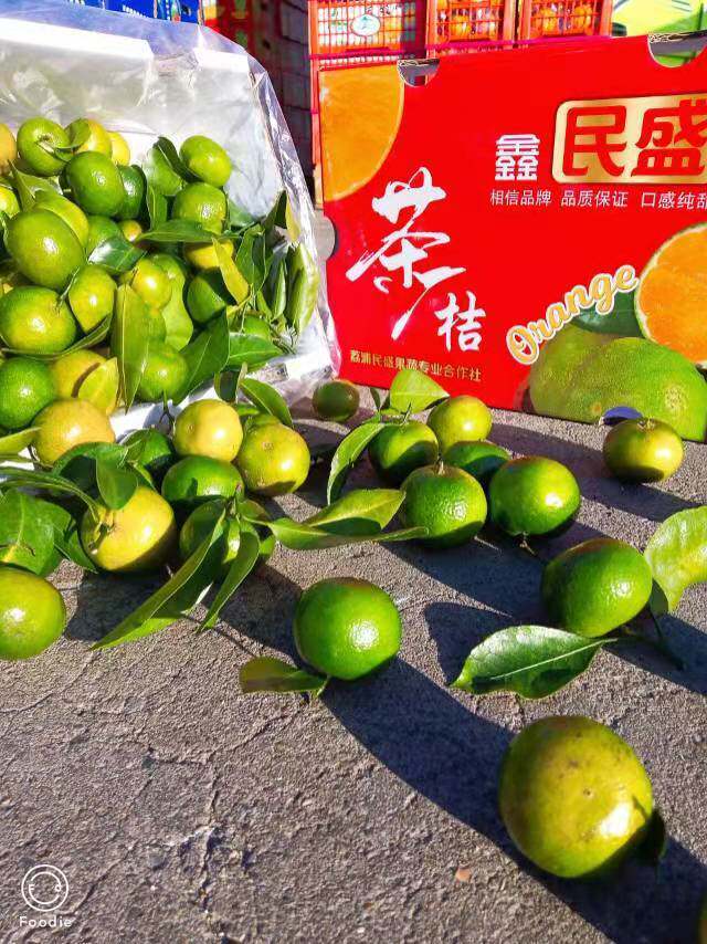 广西清香茶桔蜜桔5斤礼盒装新鲜水果小青橘子北京当日达