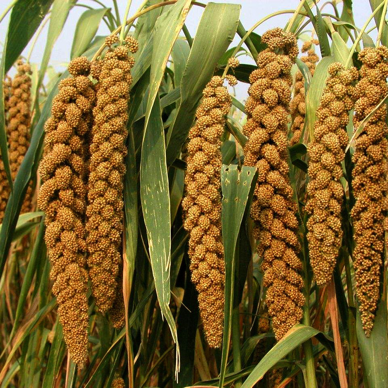 小米山西29元500g米粥五谷杂粮富硒特级黄小米沁州小米