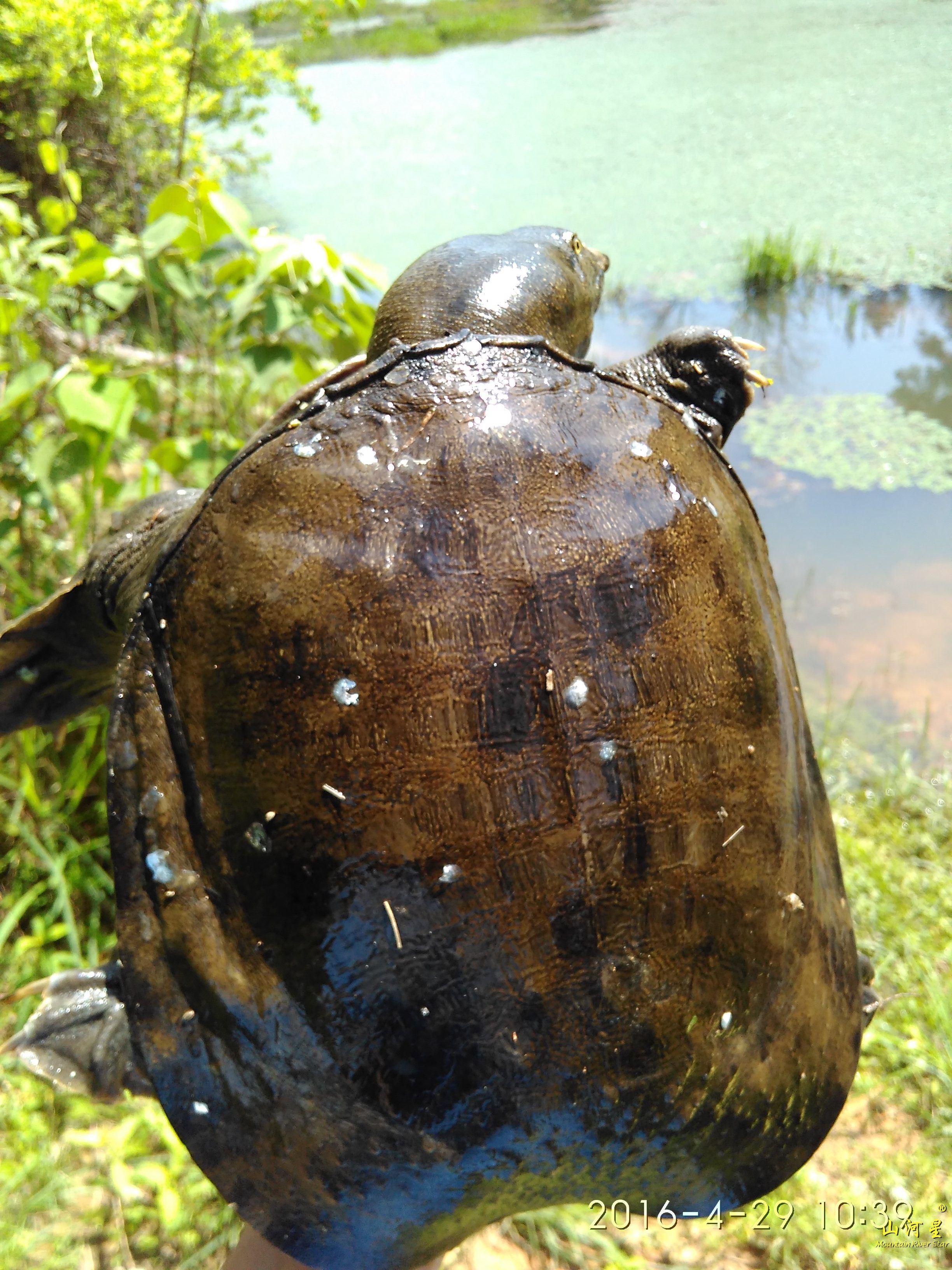 山河星水库老鳖生鲜活甲鱼团鱼生态鱼土鱼闽三明甲鱼