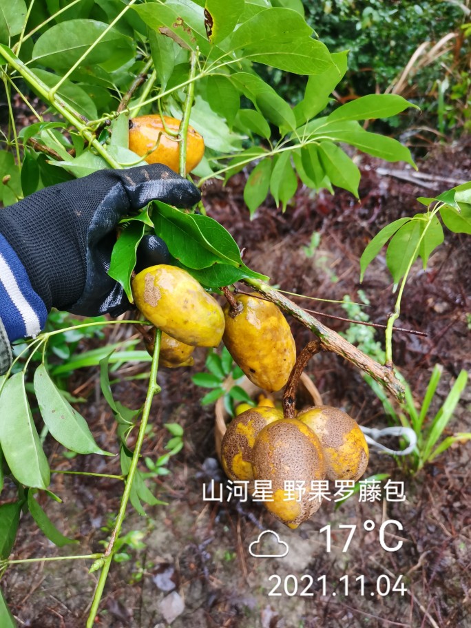 九月新鲜野果水果木通野生木瓜拿麻藤包八月木瓜