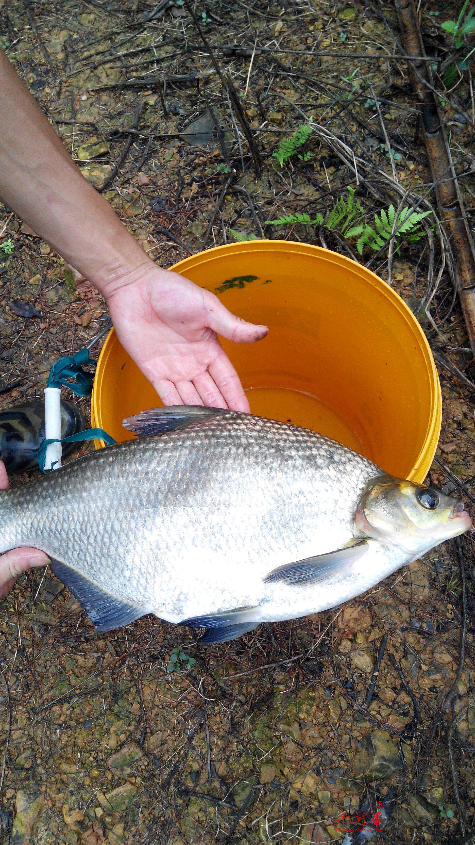 山河星鳊鱼清流三明福建生鲜泉水龙湖九龙生态淡水鱼类