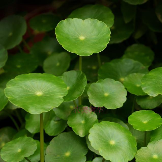 新鲜铜钱草金钱草对座草金花菜摆盘装饰用30根盒