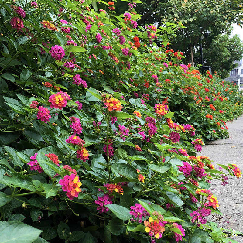 花卉五色盆栽室外阳台庭院多年生木本植物耐热时令草本花卉