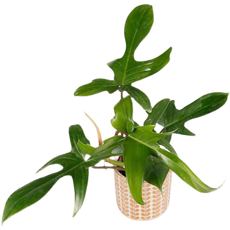 佛罗里达飞机蔓绿盆栽幽灵泰国进口观叶绿植物室内绿植