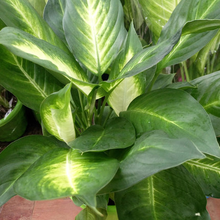 皇后玛丽安盆栽室内观叶绿植绿植花卉四季常青净化空气绿植