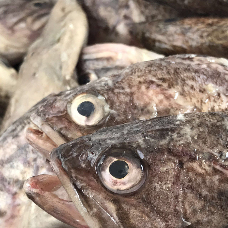 青岛野生小黑头鱼 鲜活海鲜杂鱼煲汤海捕野生鲜活 黑头鱼包邮