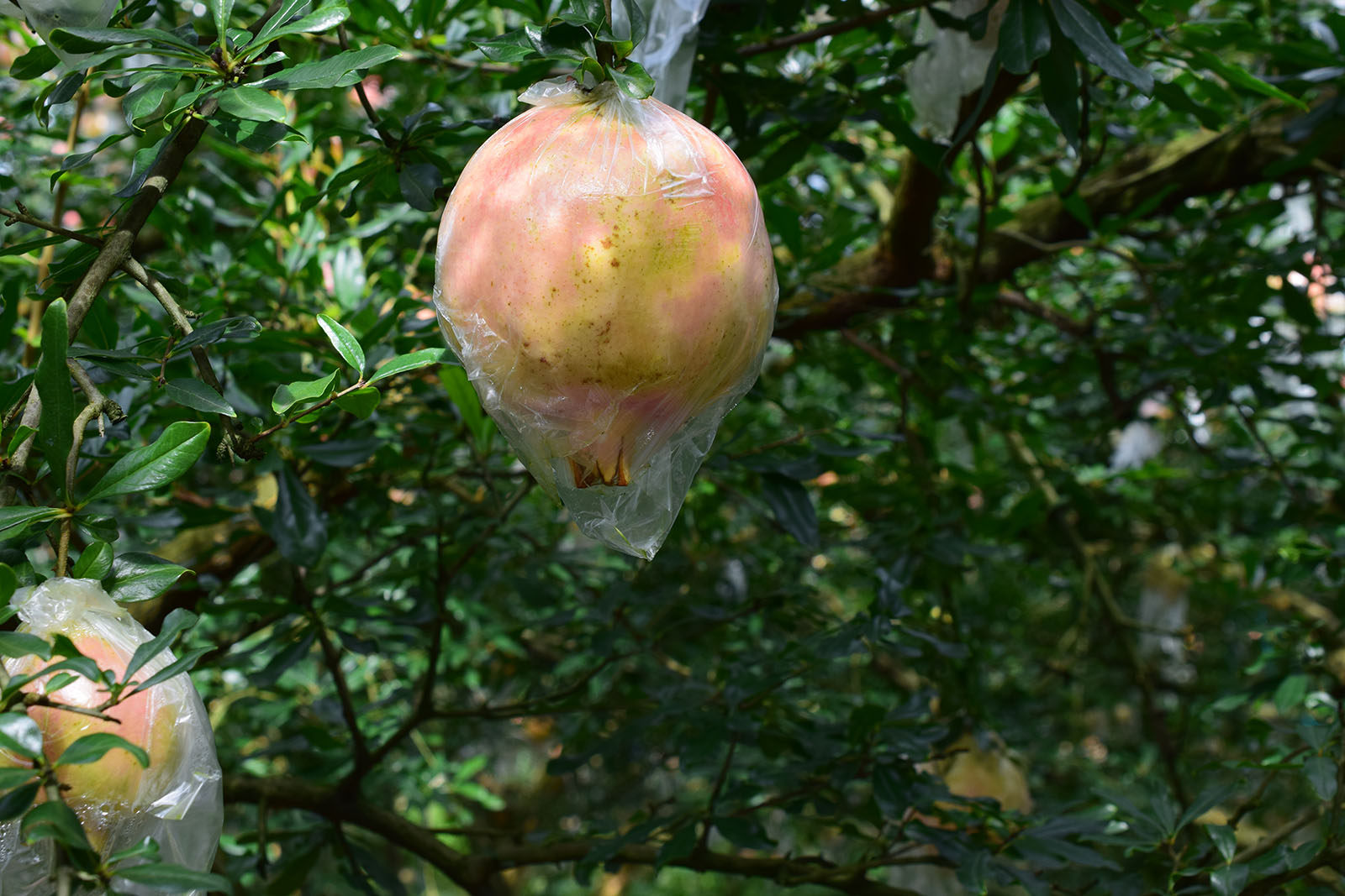 单果1斤左右云南蒙自薄皮绿籽水晶特大石榴石榴