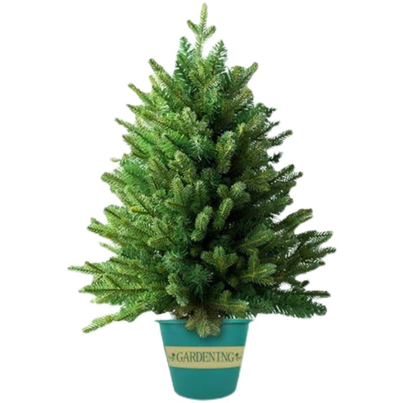 真树真的圣诞树盆栽活的挪威云杉真正诺贝贝松行道树
