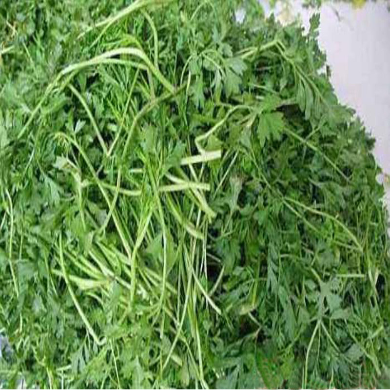 金刚山延边特产新鲜樱菜咸菜350克朝鲜腌制泡菜腌制