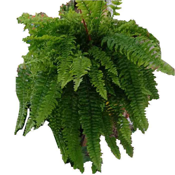 垂吊波士顿蕨绿植盆栽室内吸甲醛波斯顿四季常绿好养多年生耐活