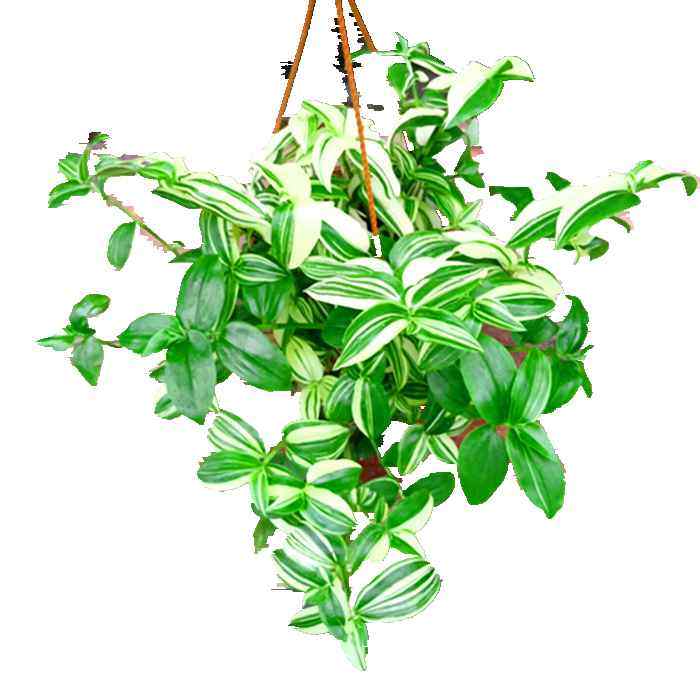 盆栽鸭舌吊兰吊竹四季常青垂吊好养耐荫耐微绿植