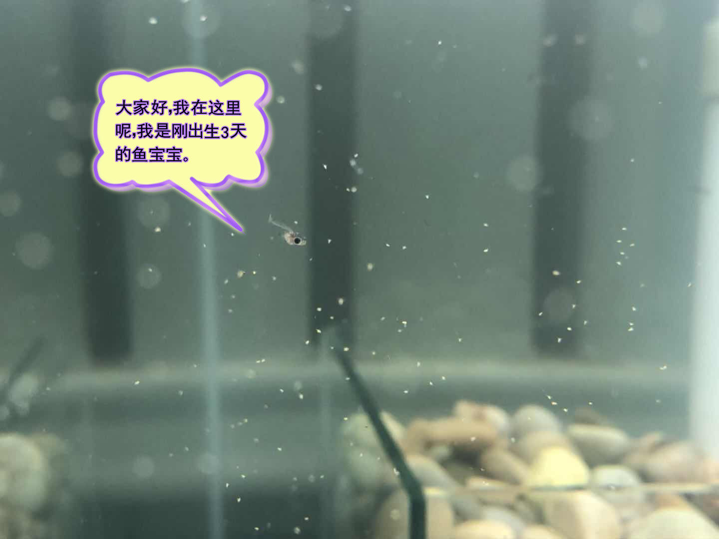 冷冻丰年虾卵活体幼卵鱼食孔雀鱼红箭鱼燕鱼观赏鱼饲料