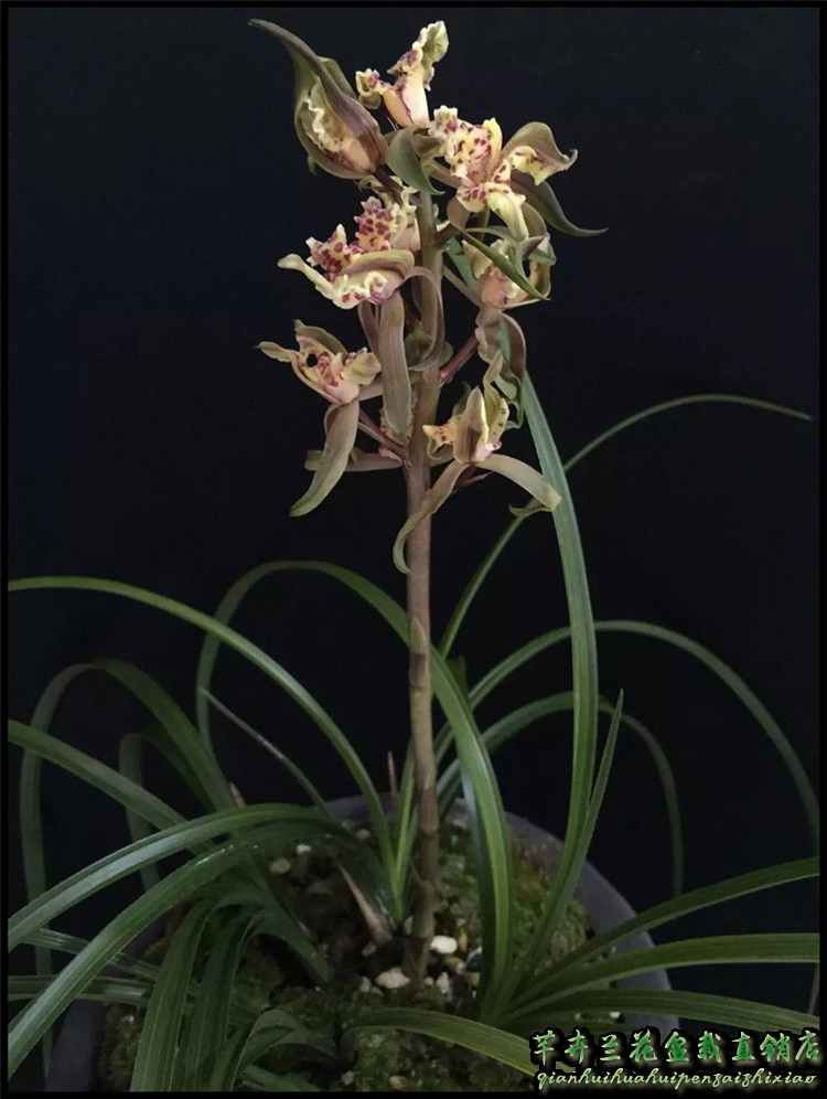 兰花苗蕙兰 紫砂星 蕙兰老种室内客厅浓香兰花盆栽绿植花卉