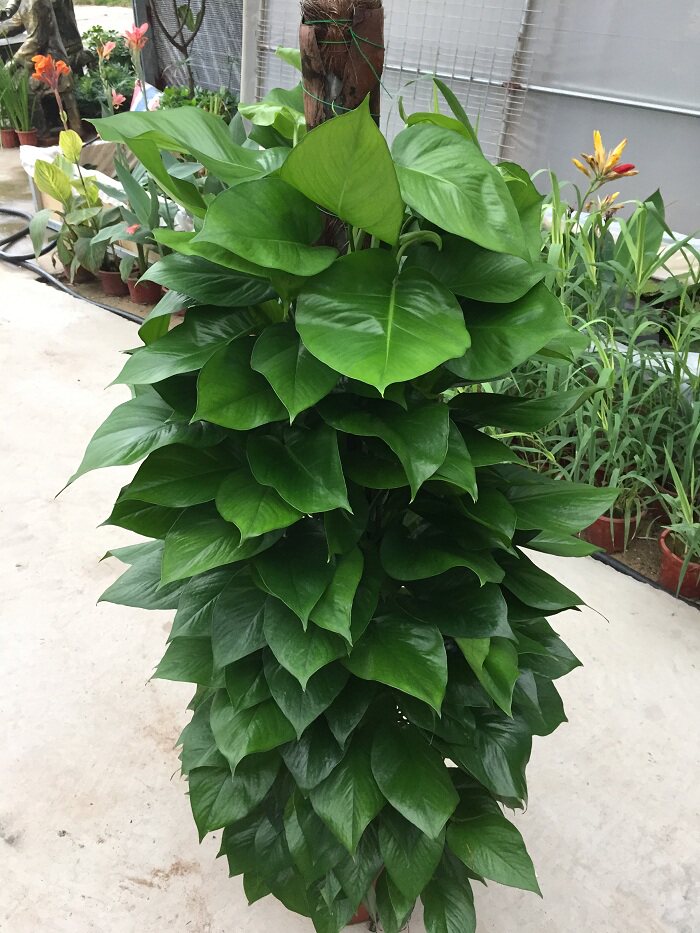 绿萝大叶盆栽室内净化空气大型绿化办公室绿植甲醛大型绿植