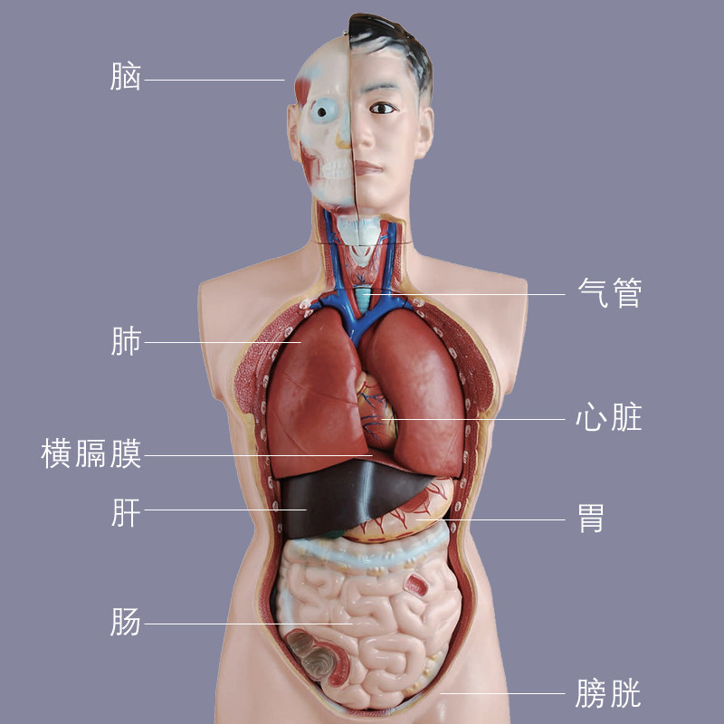 躯干模型人体内脏胸腹腹部器官解剖男性女性其他模型玩具