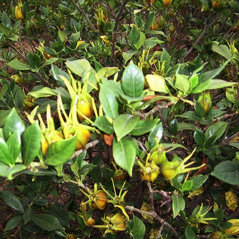 栀子调色天然中药材清热传统枝子苗红黄栀子野生花卉