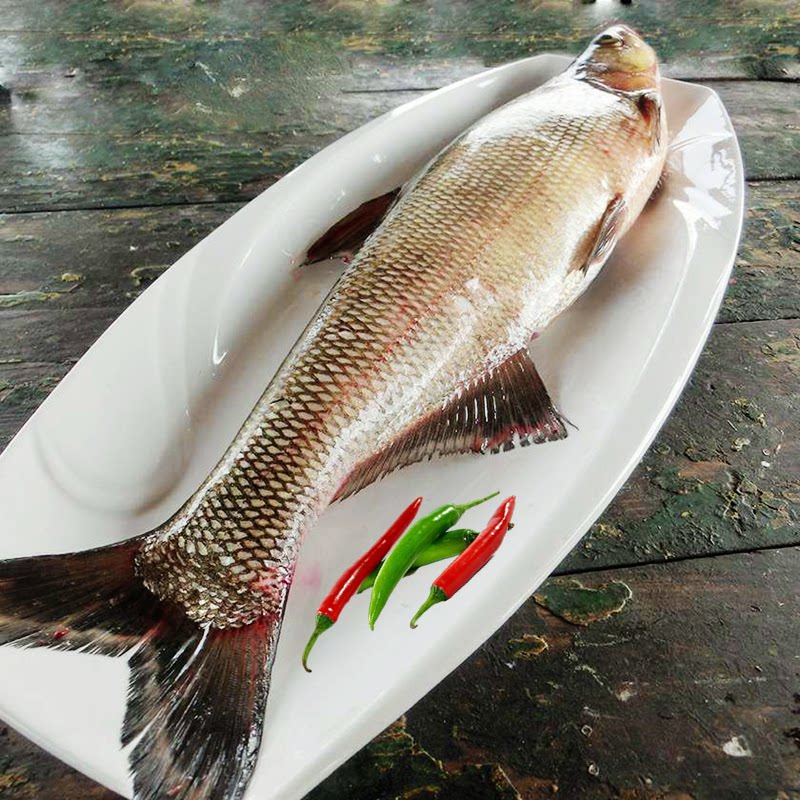 翘嘴湖北特产生态子鱼翘壳大白刁白鱼新鲜鱼淡水鱼类