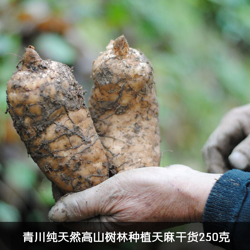 青川天麻野外高山天然种植中药材土特产干货本色天麻