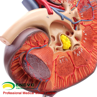 enovo颐诺医学人体肾脏上腺模型肾解剖泌尿系统模型生殖泌尿科