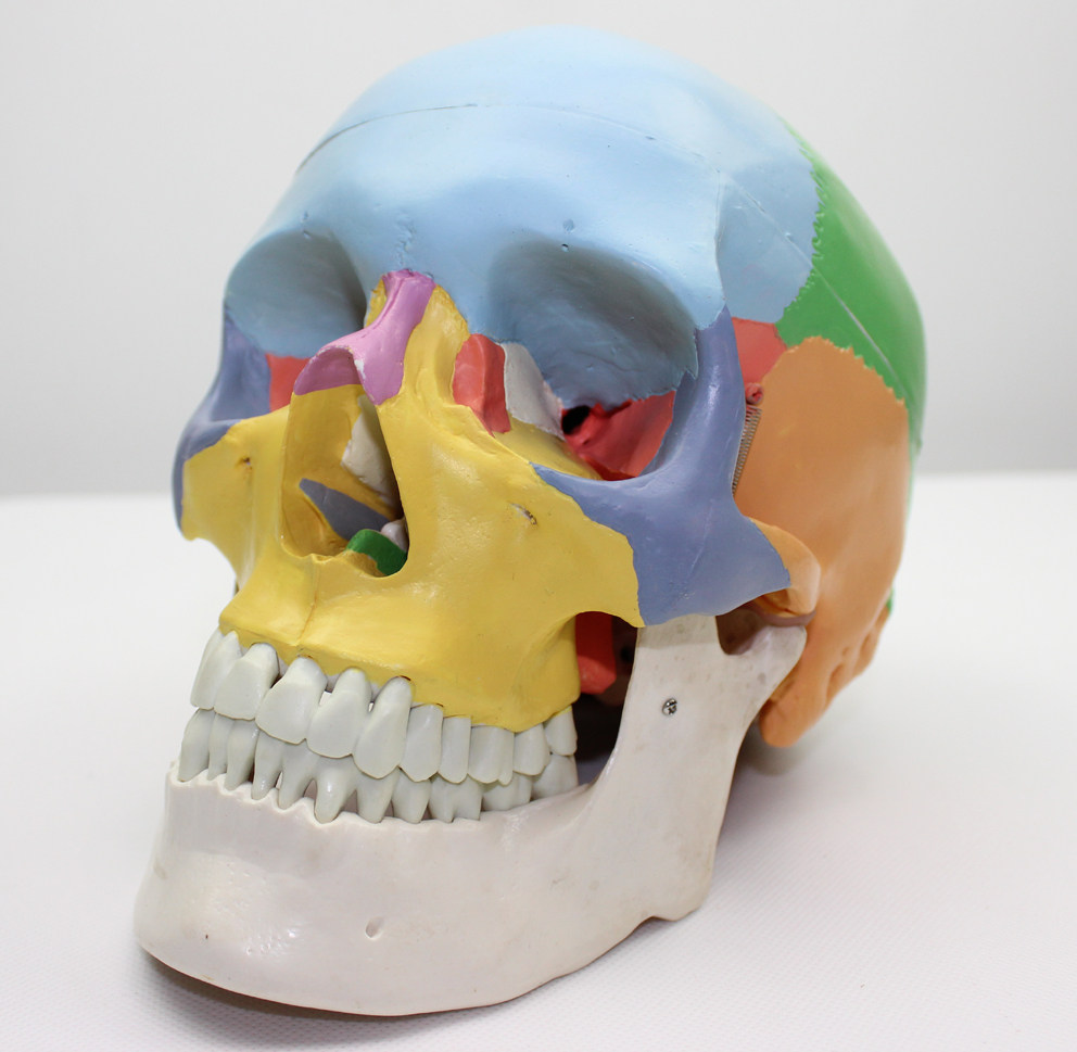 模型enovo医学医用人体头骨仿真颅骨其他模型玩具