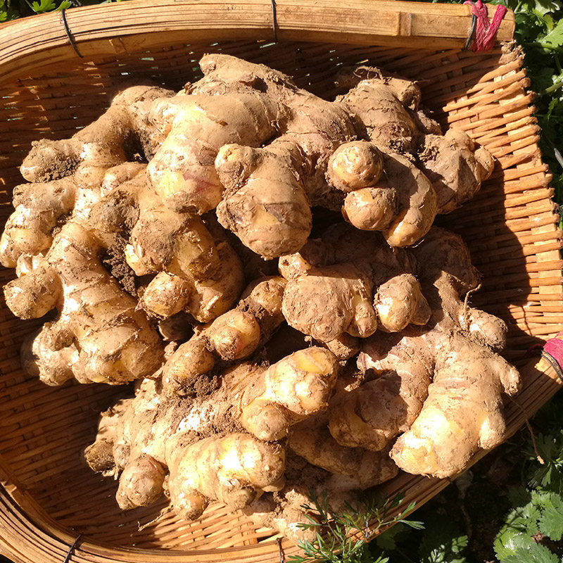 云南小黄姜新鲜老姜泡姜罗平小黄姜姜黄土姜月子姜生姜10斤农家姜