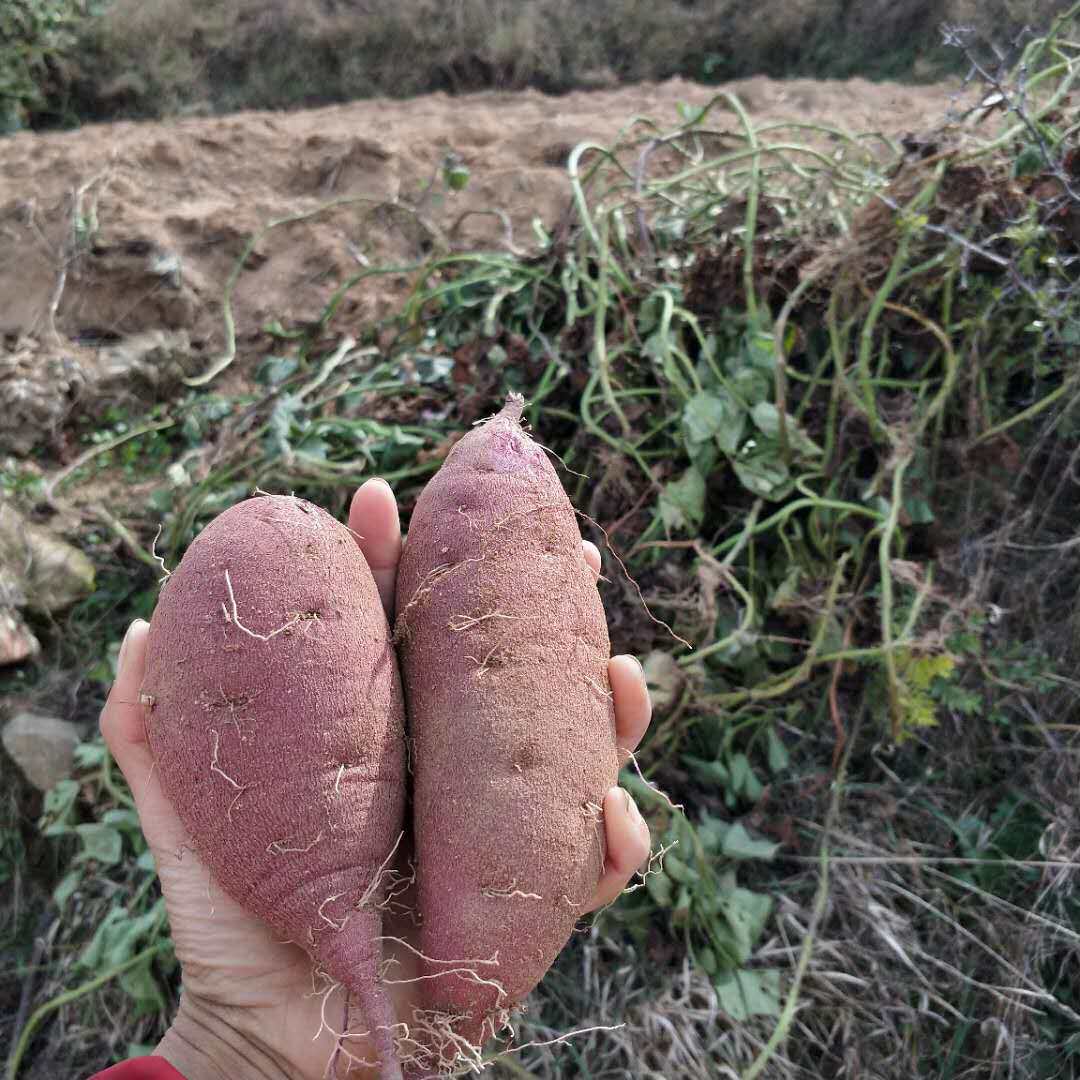 现挖紫薯5斤装地瓜紫色小番薯薯紫山芋头产地地直番薯