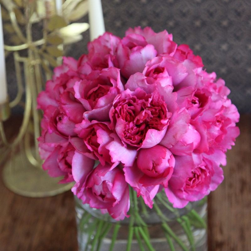 伊芙伯爵胭脂香水繁华都市月季月季花花苗花卉时令草本花卉