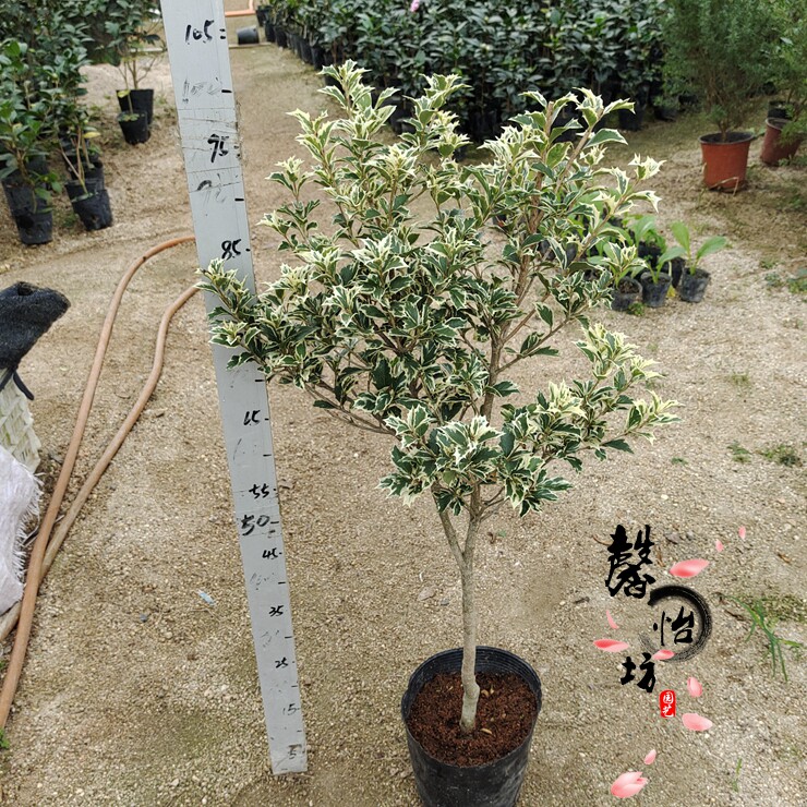 金边彩叶刺桂绿植盆栽树苗阳台庭院室内外赏花观时令草本花卉