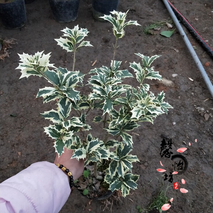 金边彩叶刺桂绿植盆栽树苗阳台庭院室内外赏花观时令草本花卉