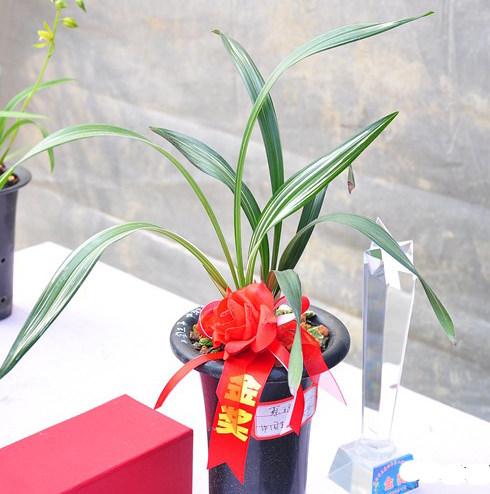 兰花专用盆花盘塑料透气加厚种铁皮石斛兰草花盆清仓免邮 兰花盆