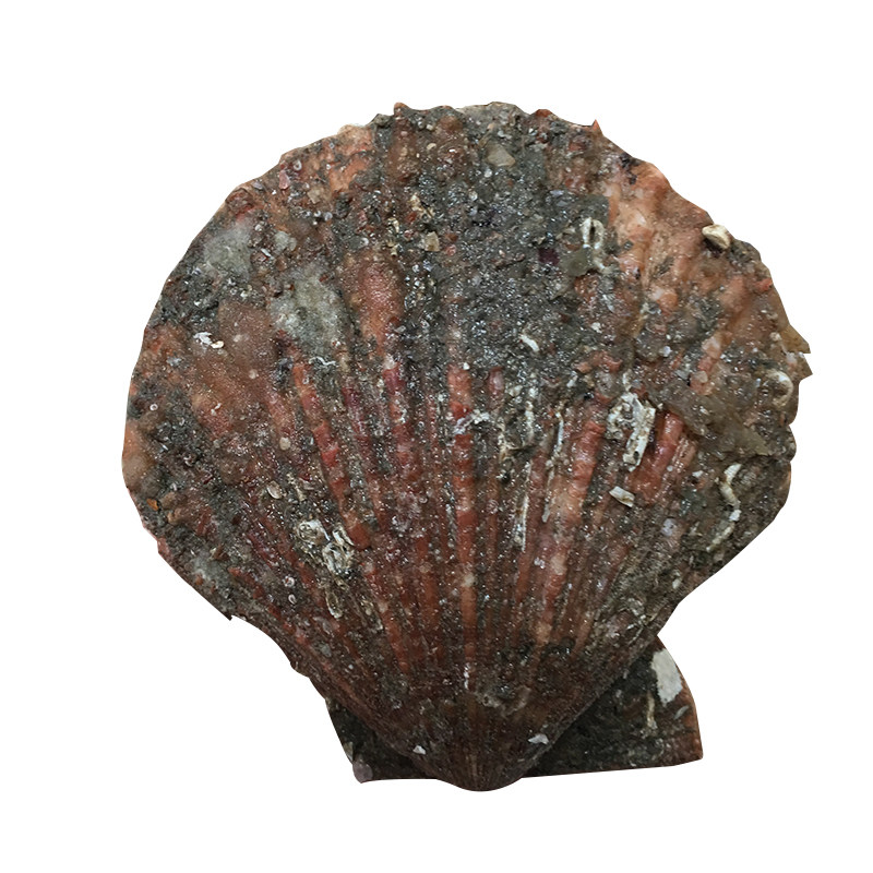 海鲜扇贝鲜活新鲜红鲜红野生小扇新鲜贝壳贝类扇贝