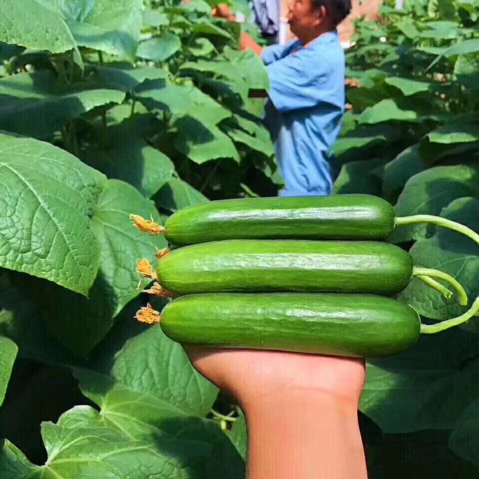 水果小黄瓜蔬菜5斤农家新鲜现摘荷兰带刺可腌黄瓜
