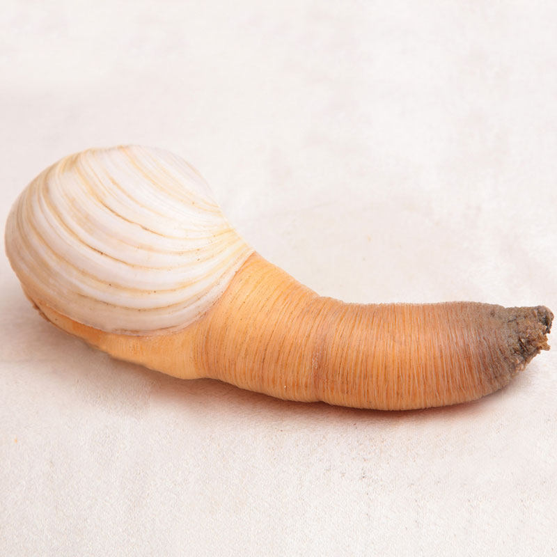 3斤1只 太平洋潜泥蛤 皇帝蚌