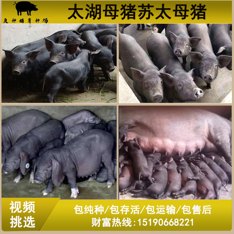 原种太湖母猪苏太猪崽纯种杜洛克长白约克二元母猪仔活体包邮30斤