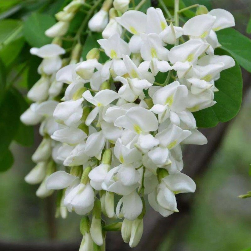 槐花图片(情满四合院小当槐花图片)