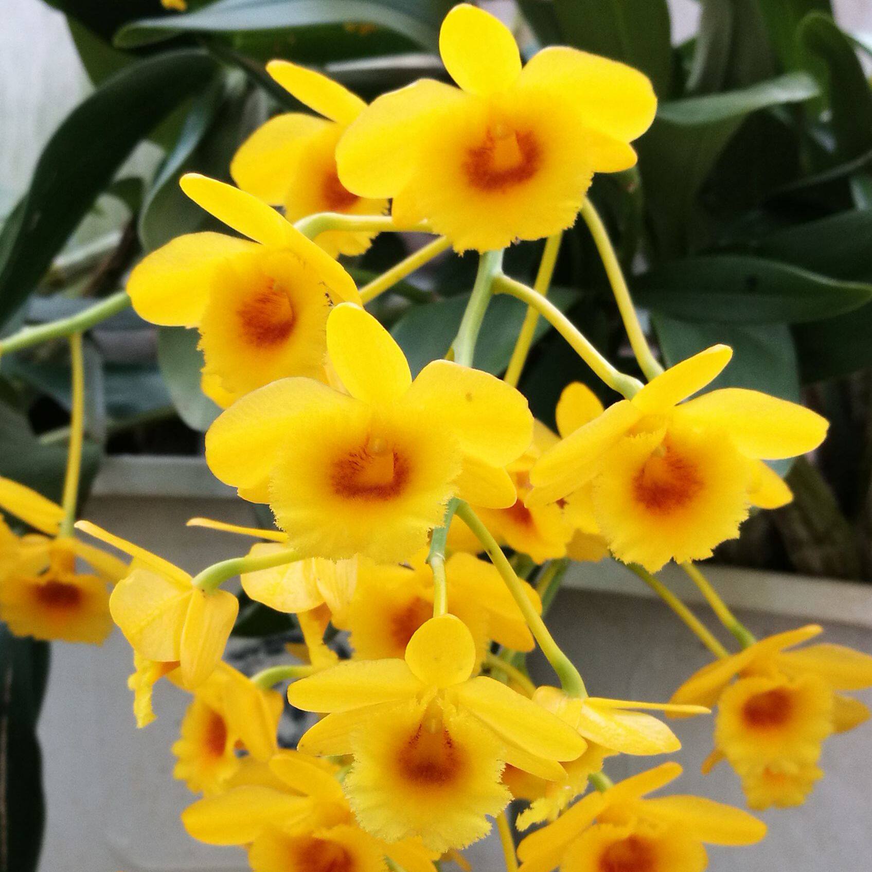 鼓槌500克花草茶花茶干花兰花石斛金兰花天籽特产石斛