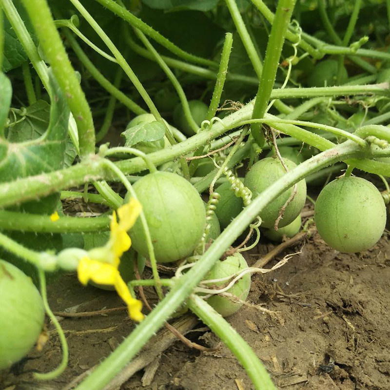 香瓜野生阳台种籽小西瓜瓜马炮宝蛋迷你马宝蛋拇指家庭园艺种子