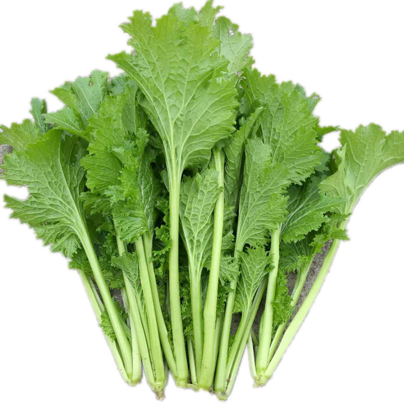 香芥菜种子羽衣芥菜重庆香菜种籽叶用不接球芥菜盆栽四季蔬菜包邮