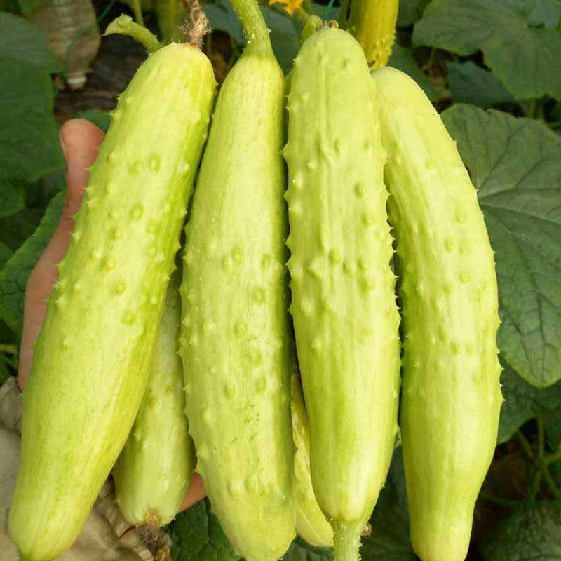 黄瓜奶油水果种子子白种籽甜爽白色海阳翠绿家庭园艺种子
