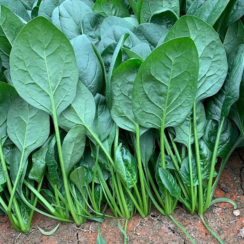 小叶菠菜种子春夏夏秋四季南方蔬菜菜种孑老家庭园艺种子