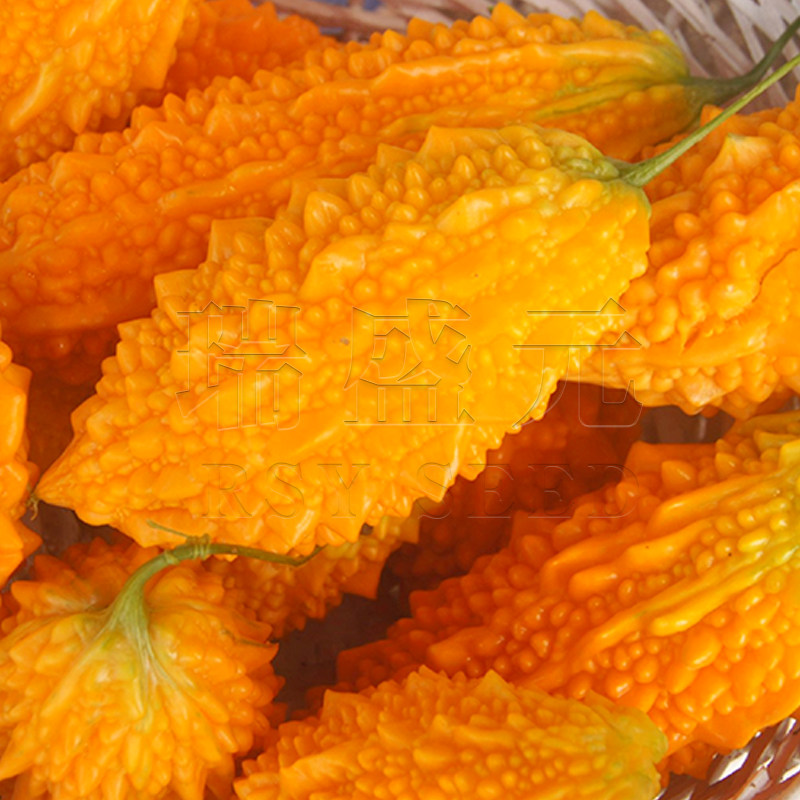 特色苦瓜种子黄金瓜小癞瓜种籽葡萄水果阳台家庭园艺种子