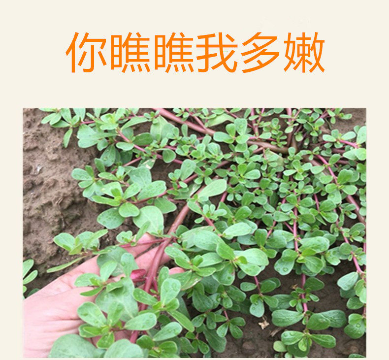 包邮新鲜马齿苋菜野生野菜500g蔬菜马笕菜蚂蚁其它