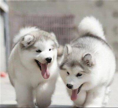 纯种阿拉斯加幼犬活物雪橇三傻活体宠物狗狗狗