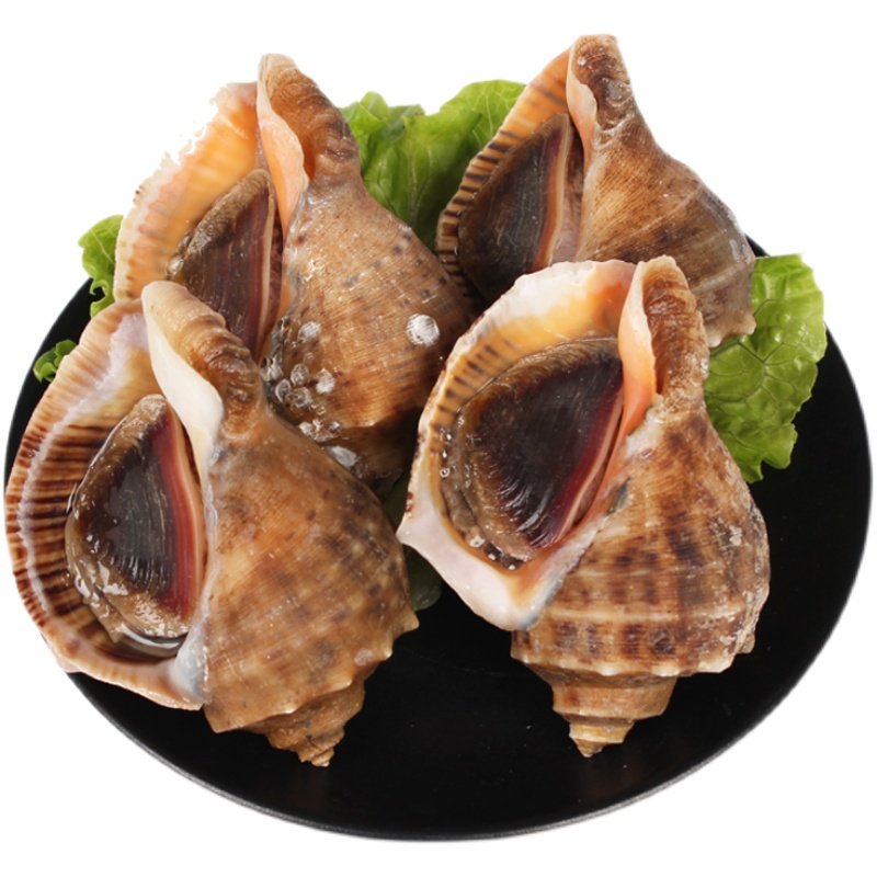 鲜活新鲜大海海螺小海螺野生香辣牙签海鲜水产海螺