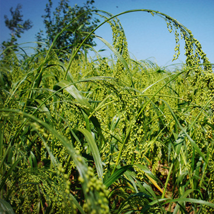 谷谷香 5斤装 蔚县大黄米 粽子米 黄米 黏米 黍子米
