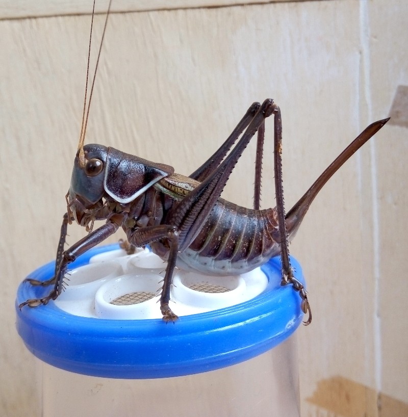 蝈蝈铁皮活体繁殖蝈蝈山青绿卵多爬虫虫鸣宠物其他爬虫