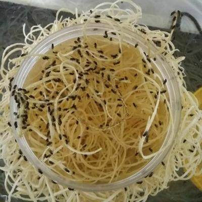 果蝇活体残翅杯无翅小实验蝇角蜘蛛螳螂饲料鱼